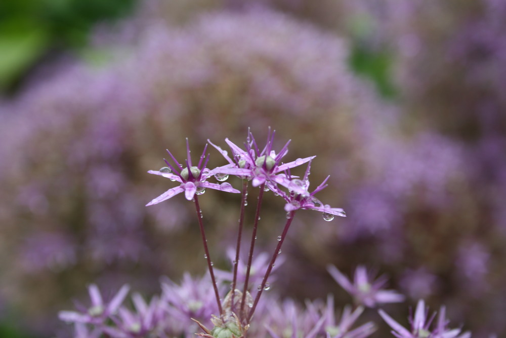 Kleine Blüten ganz groß...