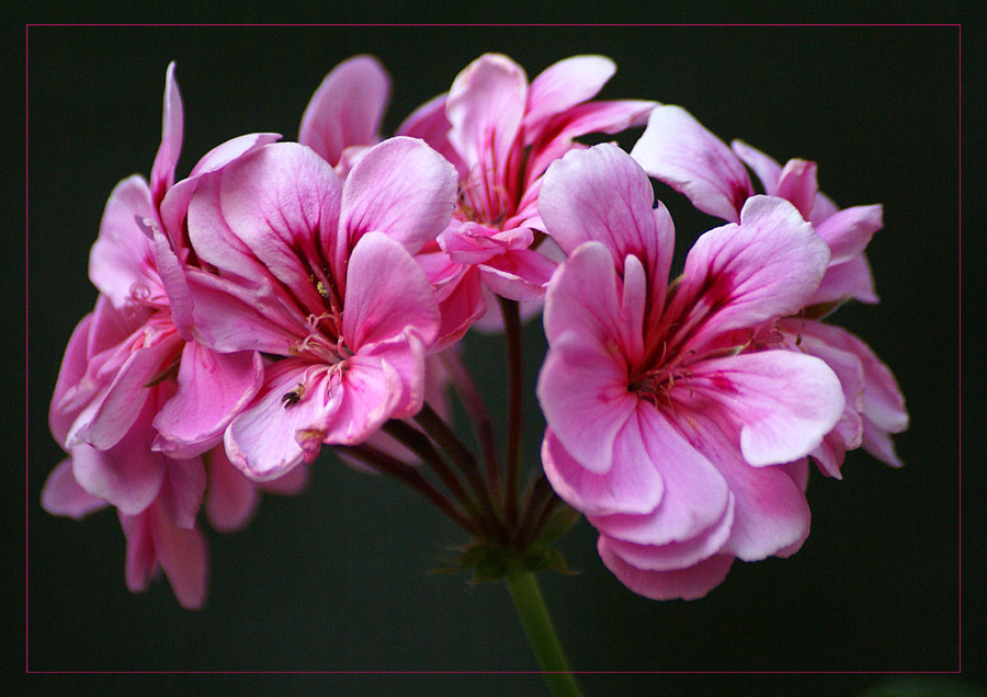 :: kleine blüten ganz groß ::