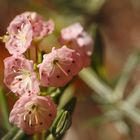 kleine Blüten ganz groß