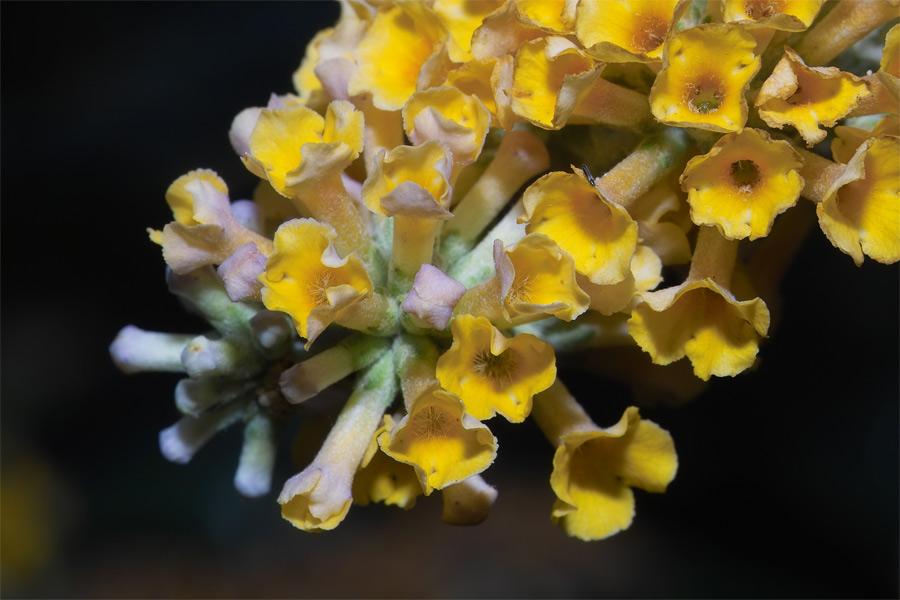 Kleine Blüten, ganz groß