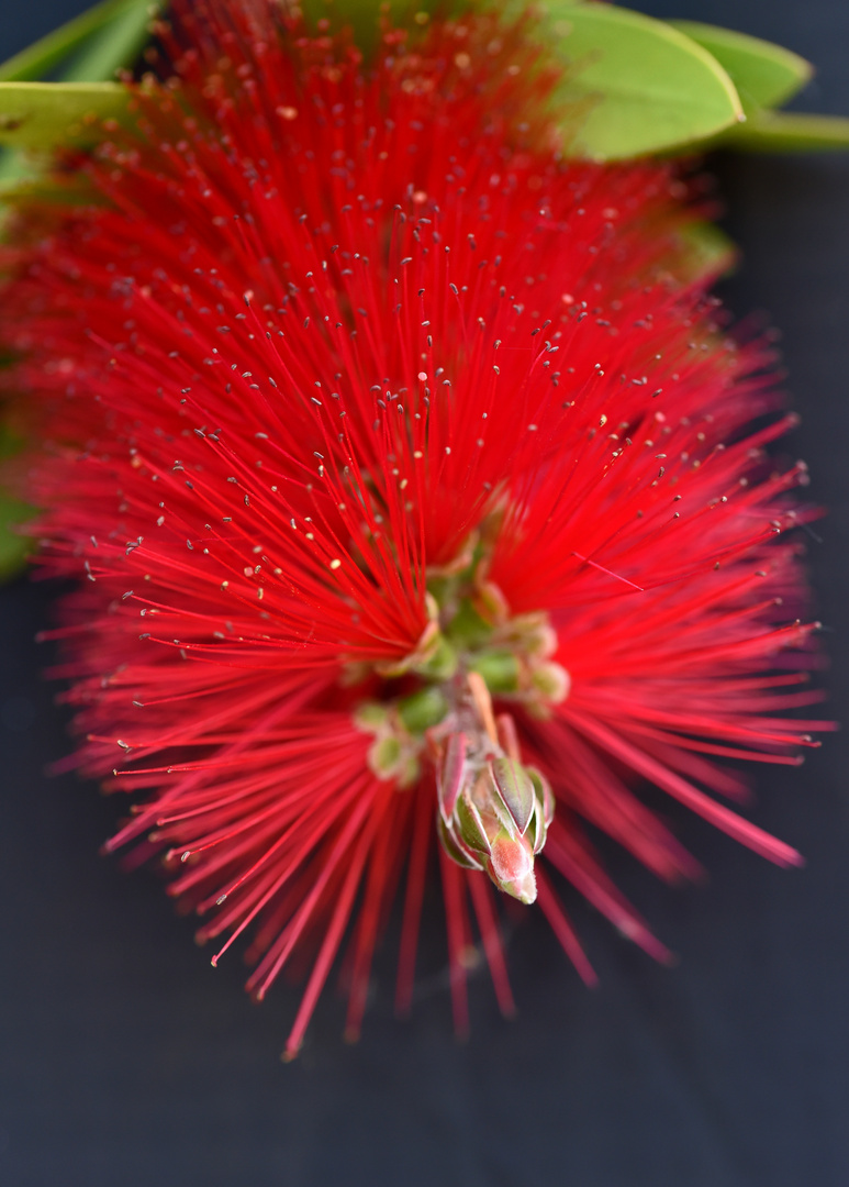 Kleine Blüten ganz groß - Makro-Fotografie im Botanischen Garten Düsseldorf