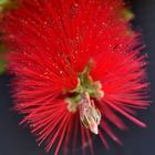 Kleine Blüten ganz groß - Makro-Fotografie im Botanischen Garten Düsseldorf