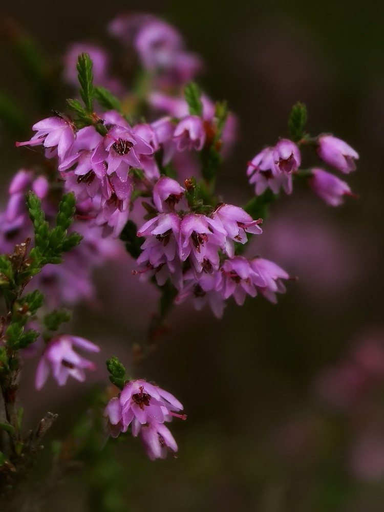 Kleine Blüten - große Wirkung....