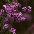 Kleine Blüten - große Wirkung....