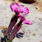 kleine Blüten im Felsmeer