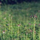 kleine Blüten im Garten