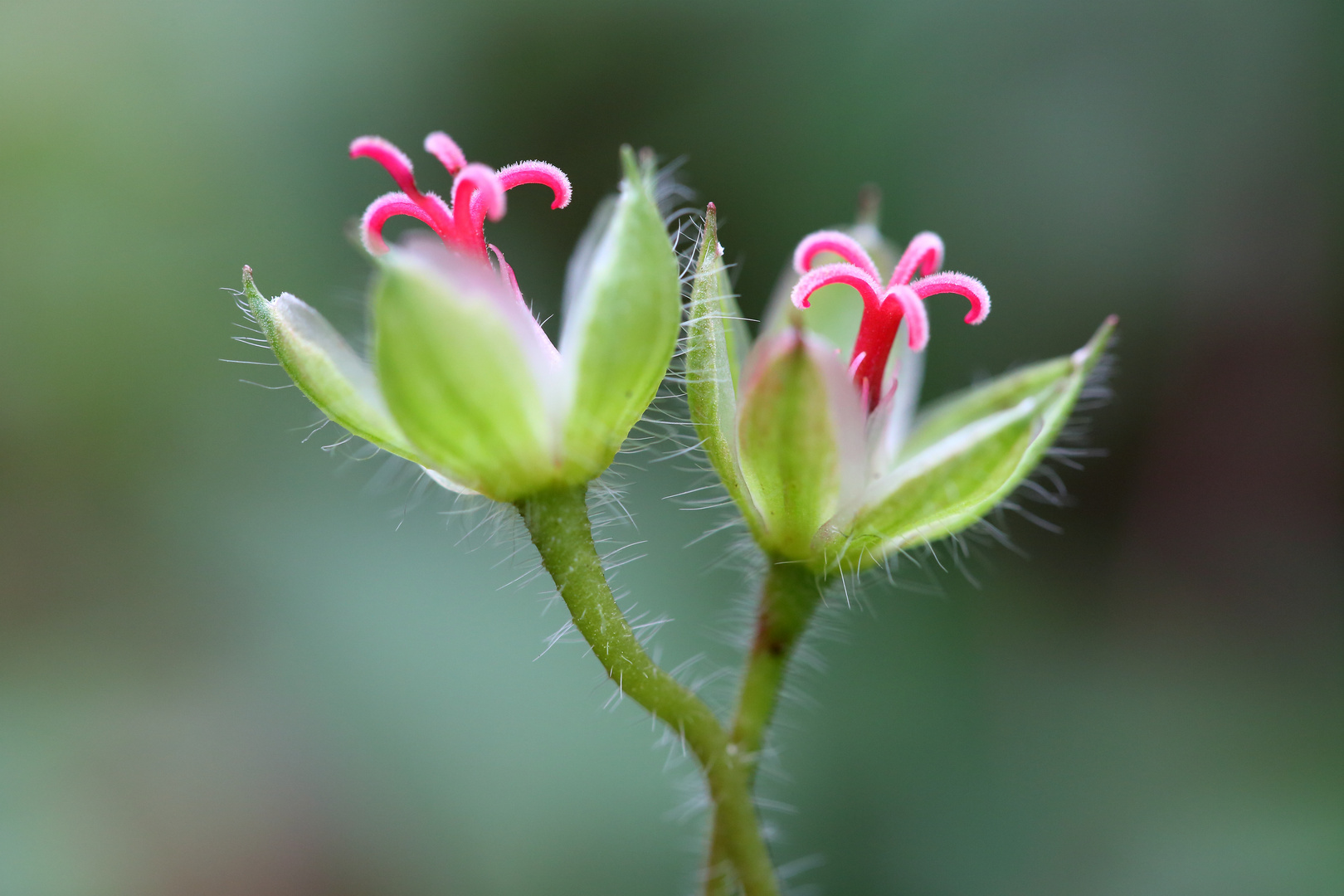 Kleine Blüten im Herbst