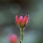 Kleine Blüten im Herbst (II)