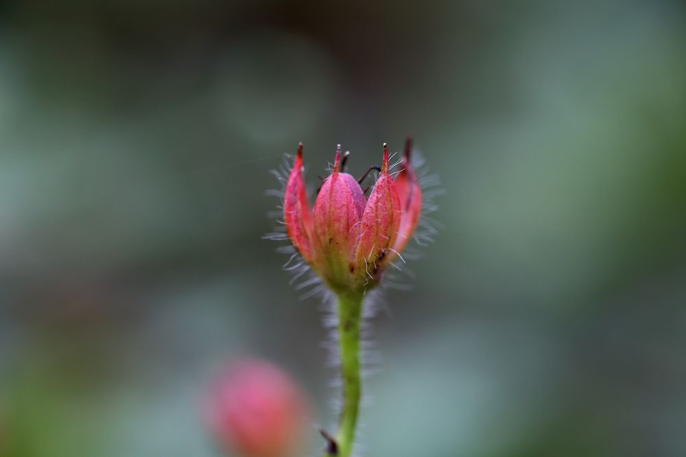 Kleine Blüten im Herbst (II)