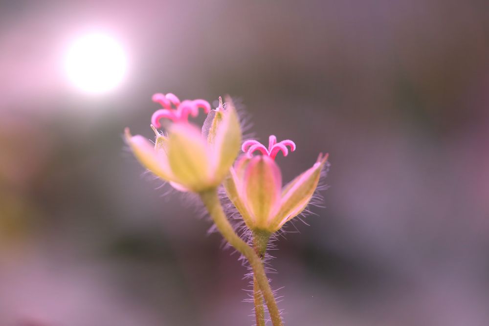 Kleine Blüten im Herbst (III)