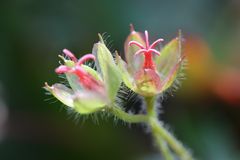 Kleine Blüten im Herbst (IV)