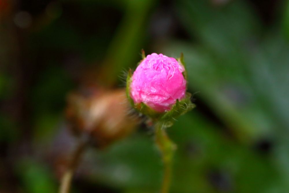 Kleine Blüten im Herbst (V)