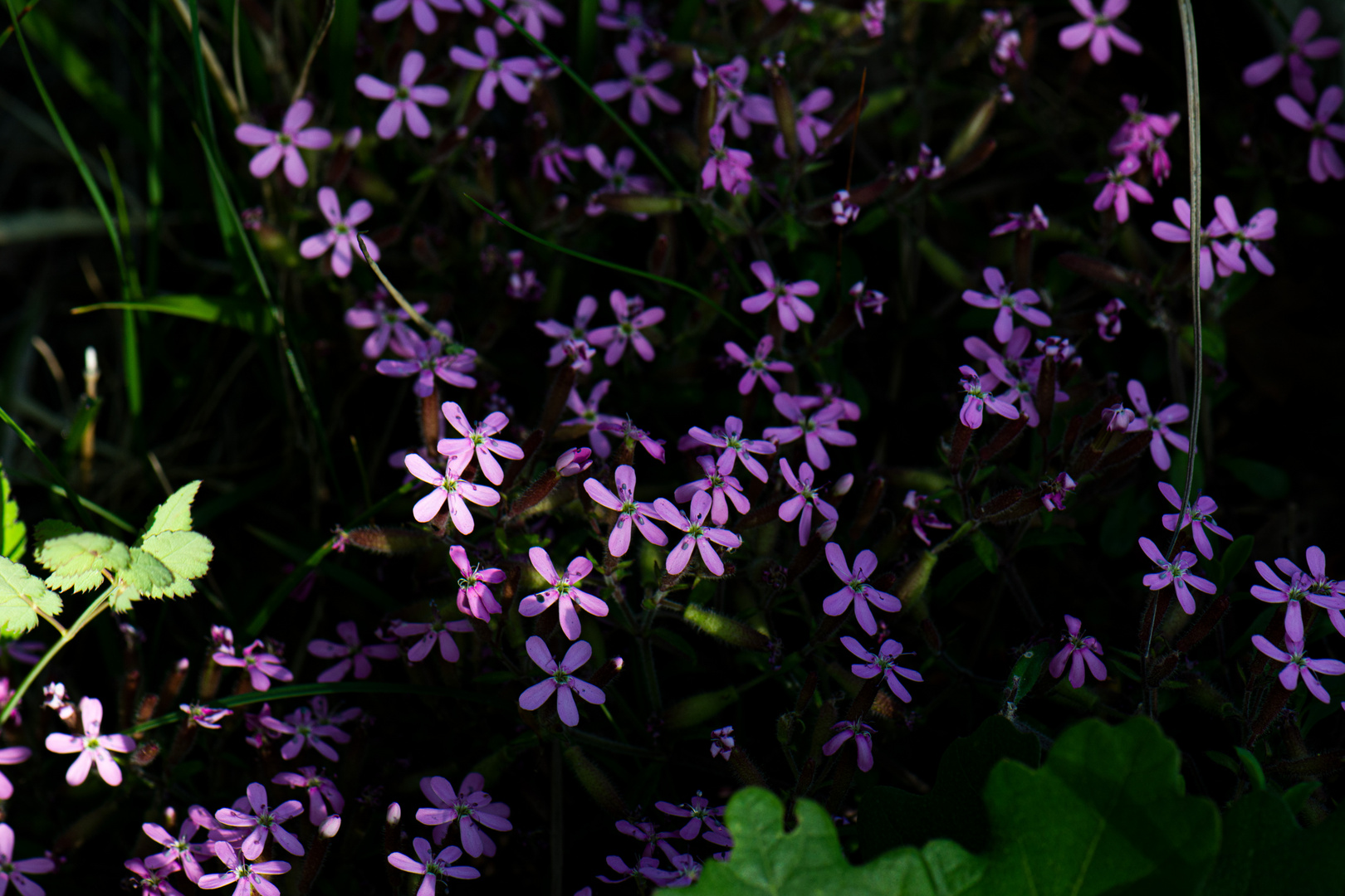 Kleine Blüten im Wald