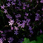 Kleine Blüten im Wald