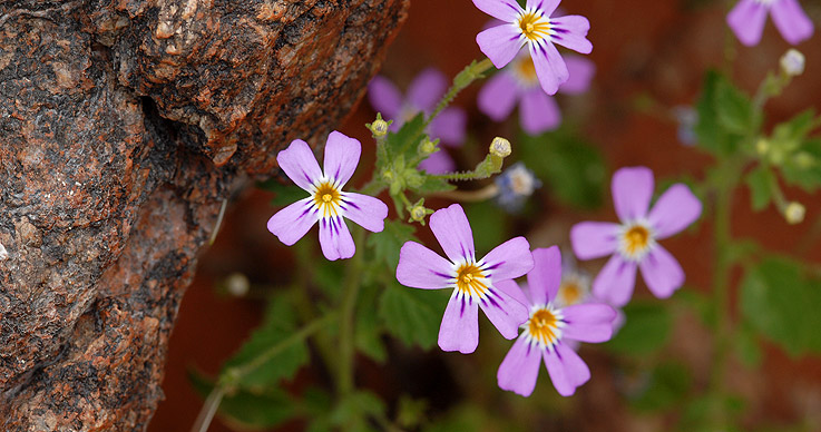 Kleine Blüten in der Natur