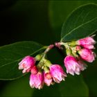 Kleine Blüten in Groß