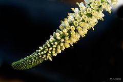 kleine Blüten in Szene gesetzt