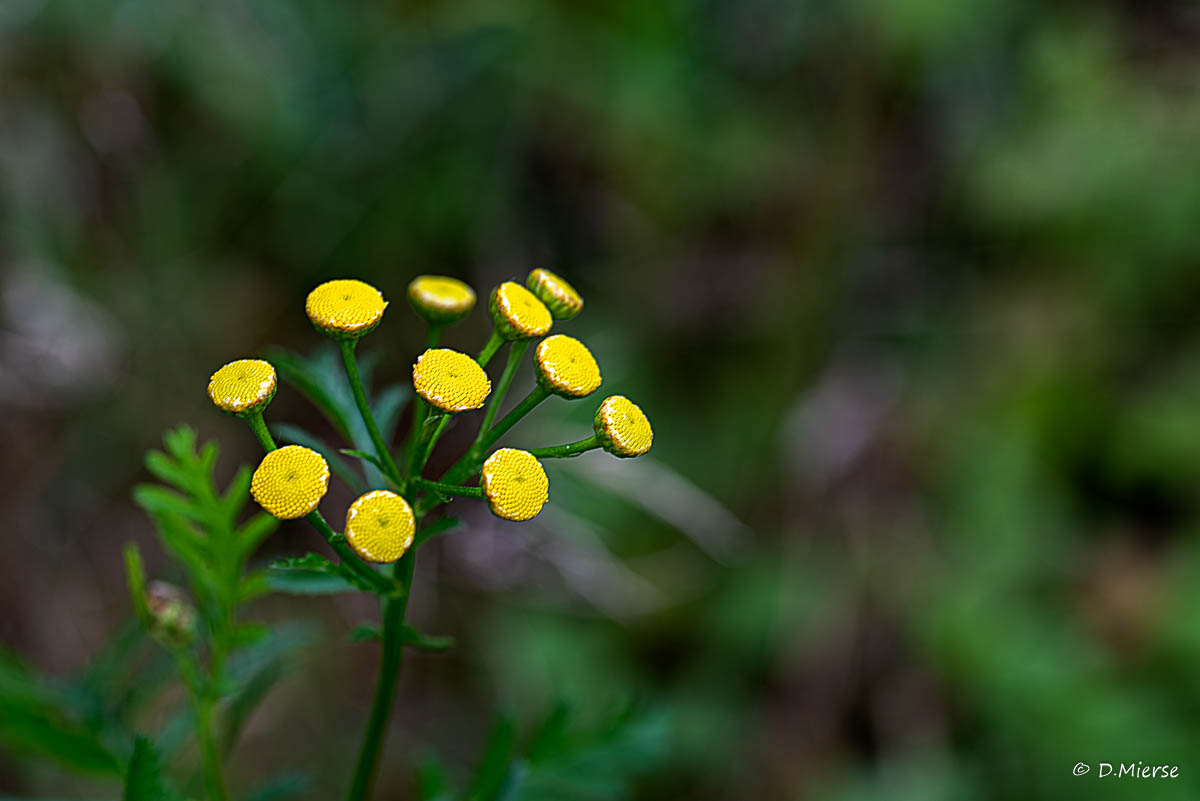 kleine Blüten in Szene gesetzt