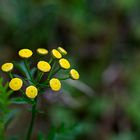 kleine Blüten in Szene gesetzt