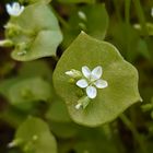 Kleine Blüten Makro