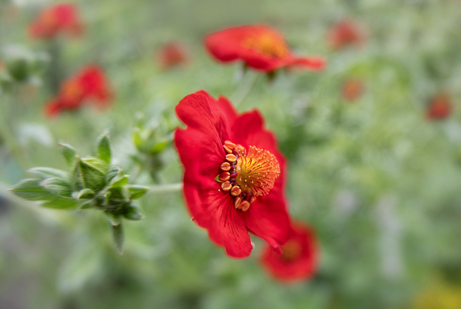 Kleine Blüten mit Rot