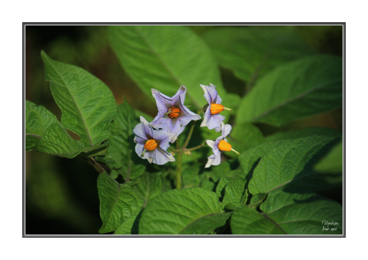 Kleine Blüten von der Kartoffel