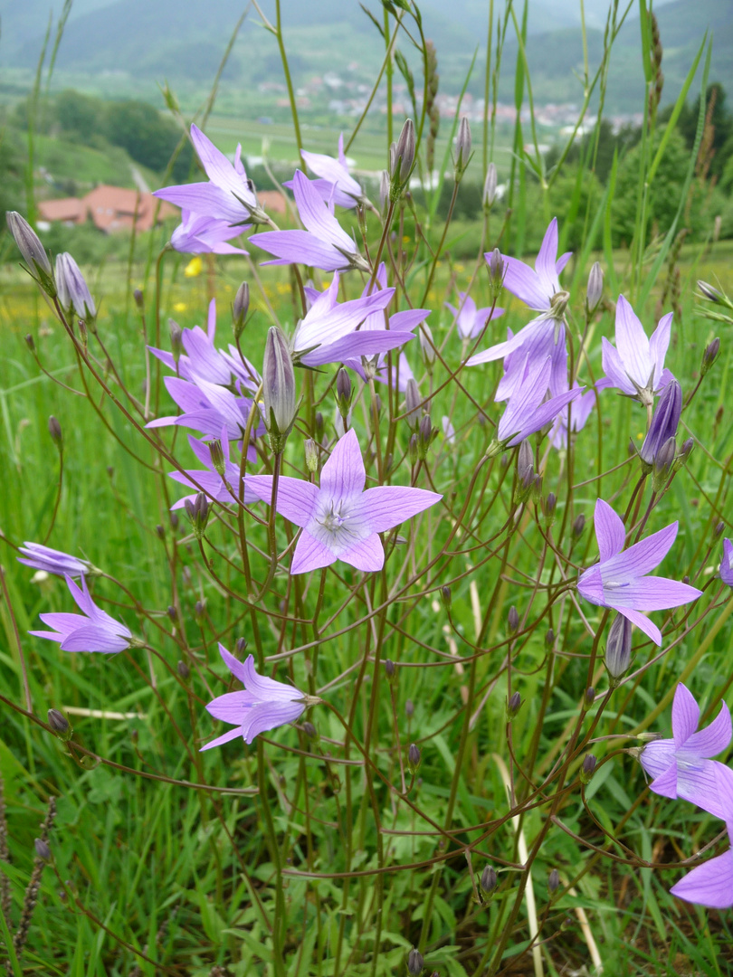 Kleine Blütenpracht