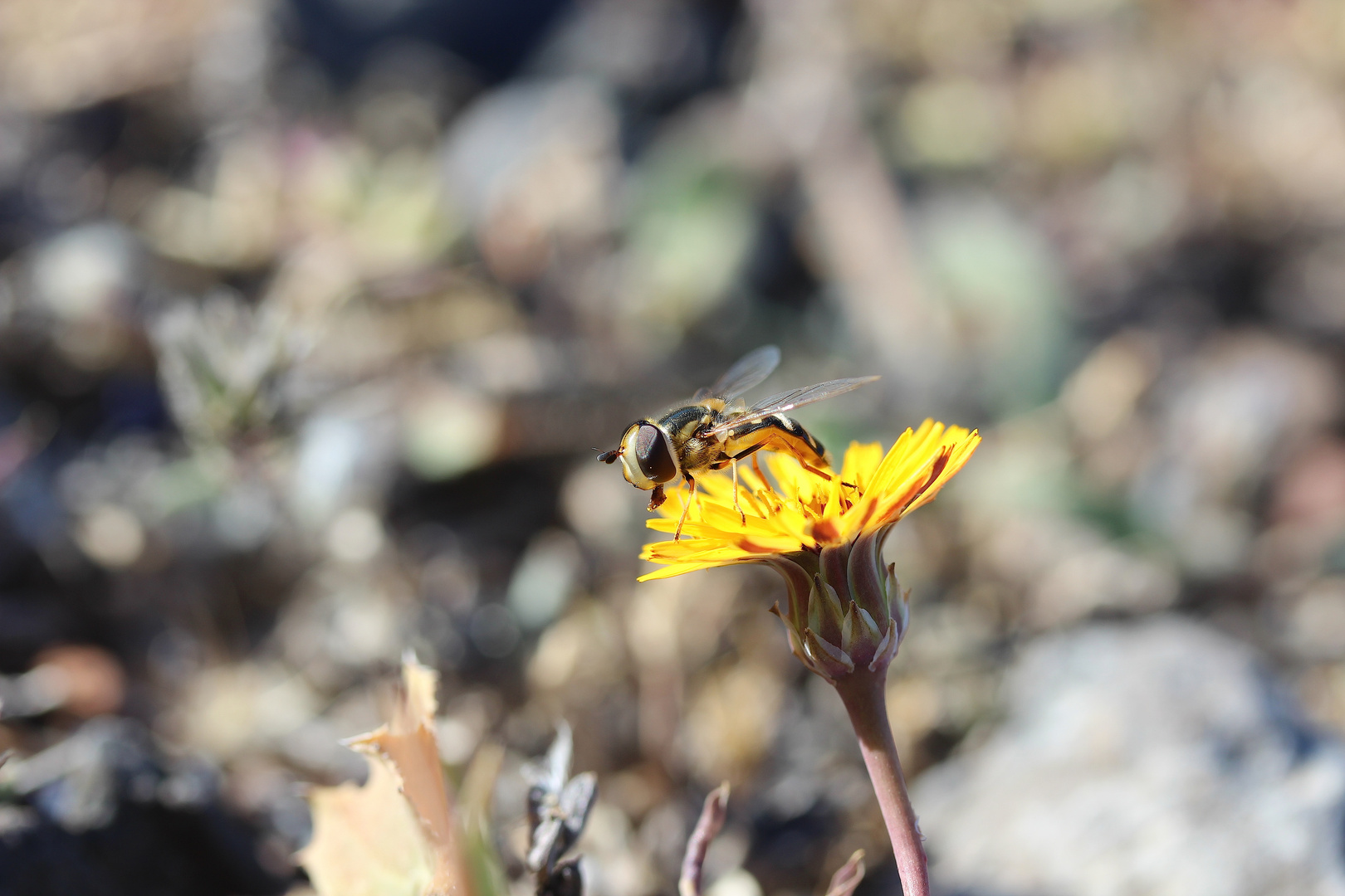 kleine Blüten.Welt ... & mehr ...´15