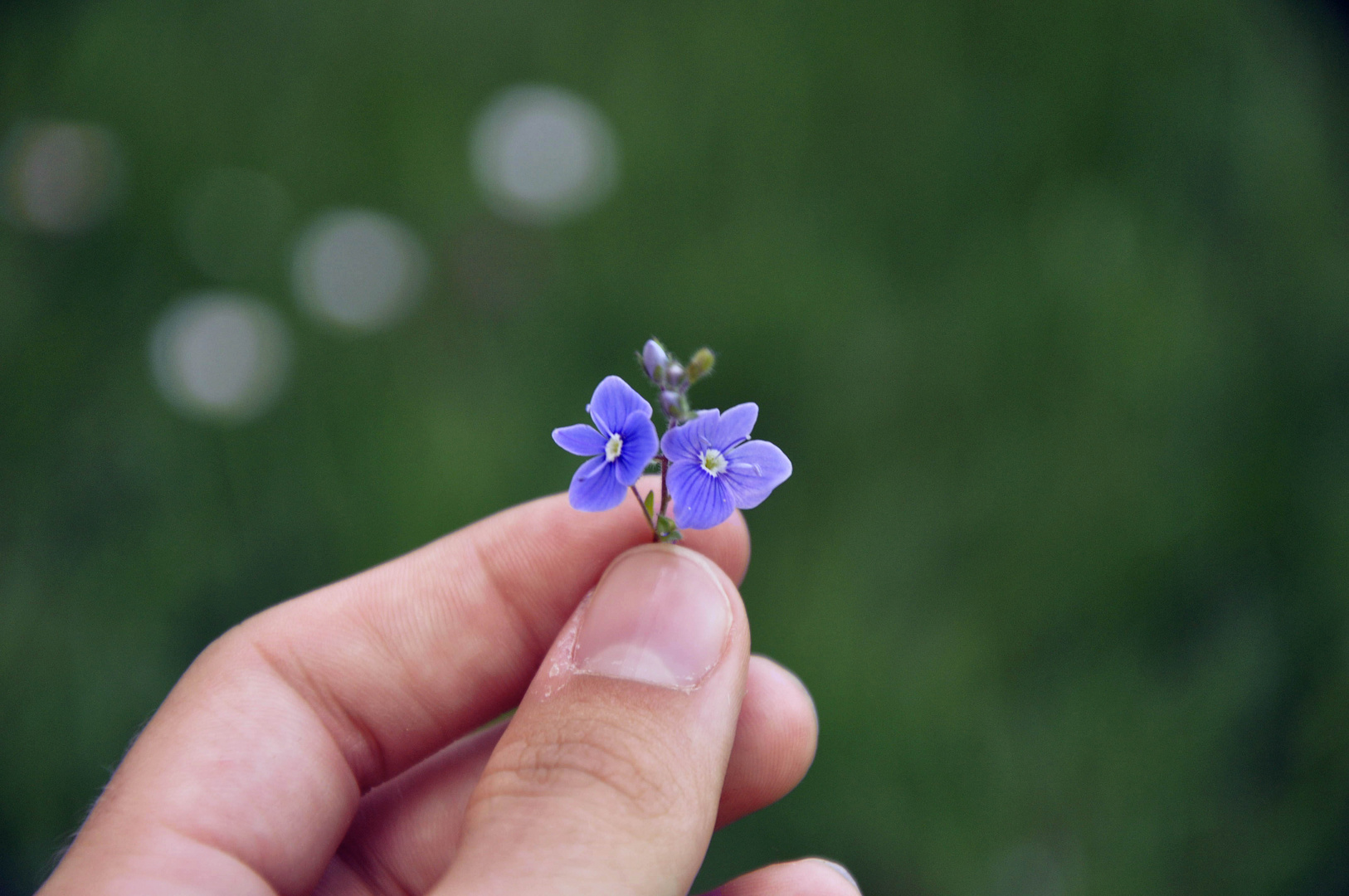 Kleine Blume