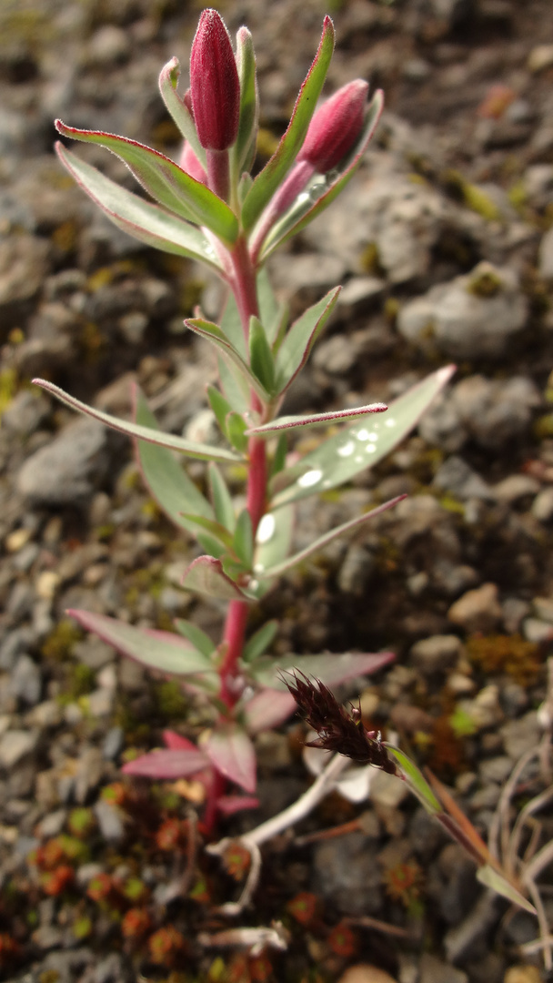 kleine Blume