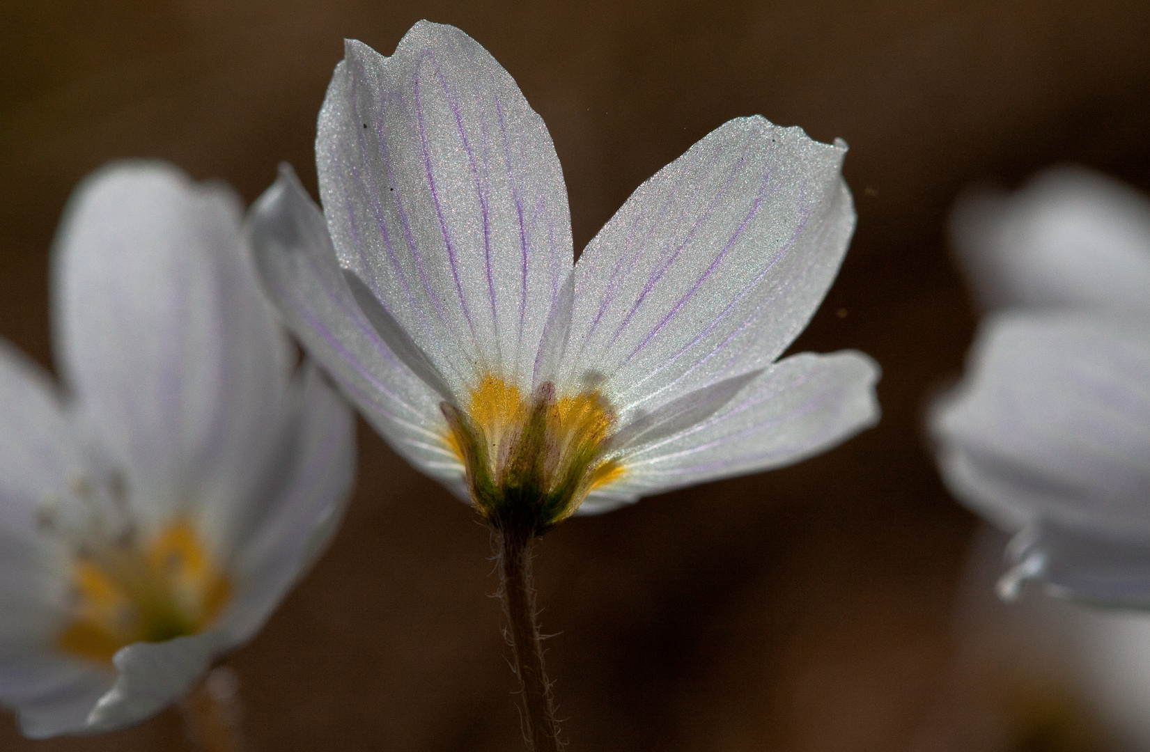 Kleine Blume