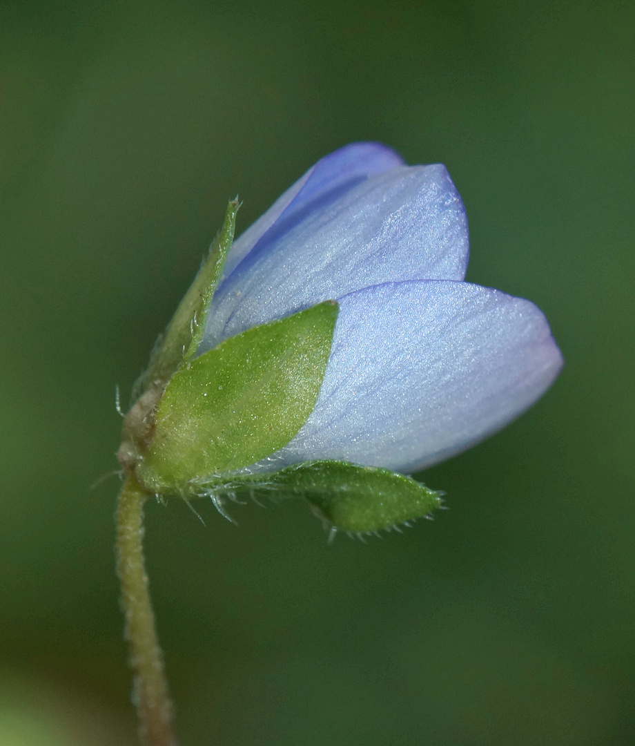 kleine Blume