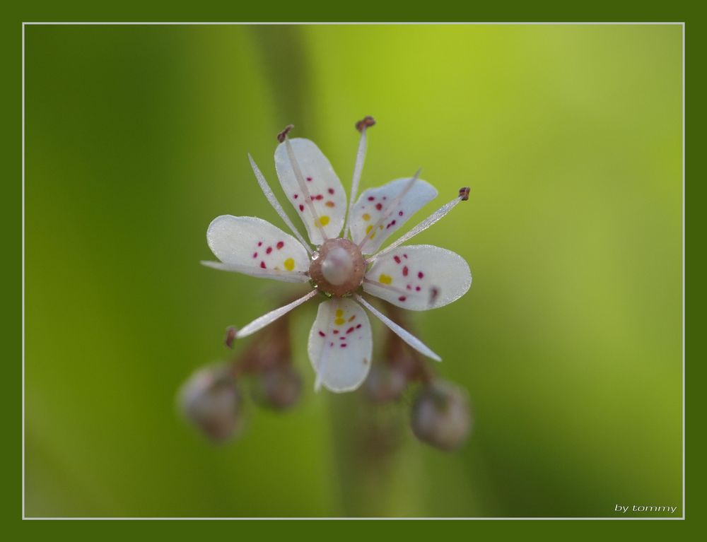 kleine blume