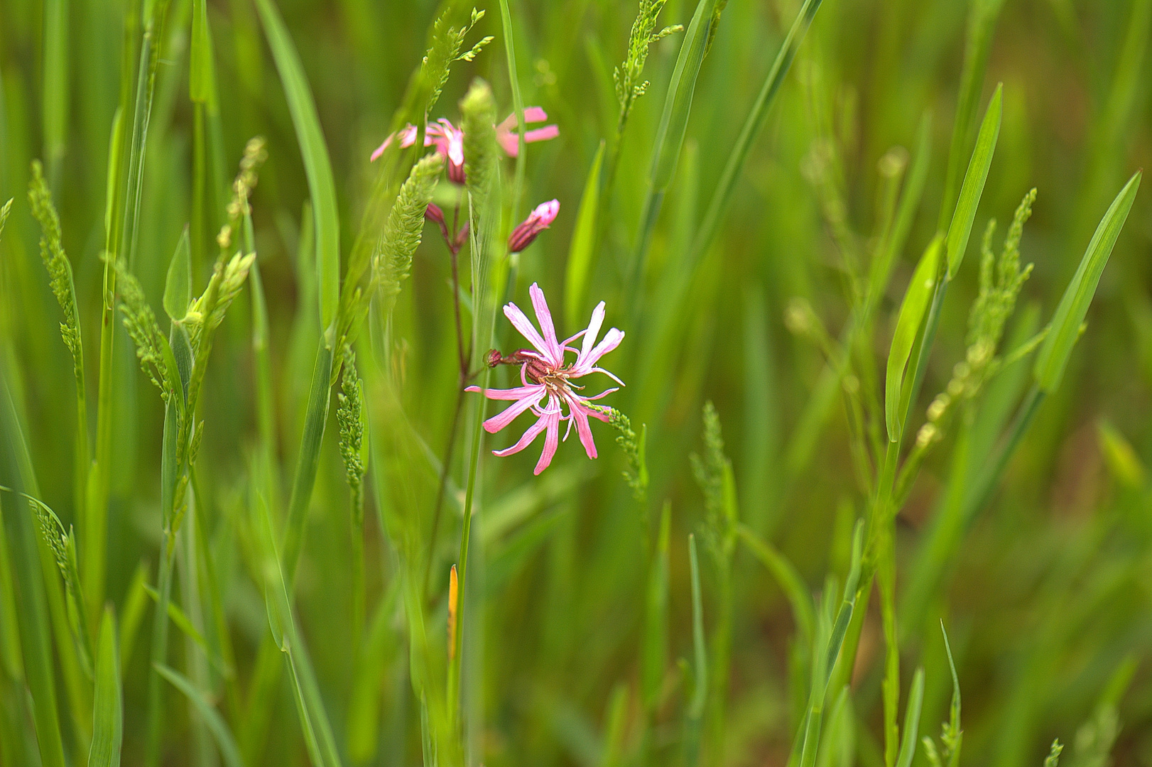 Kleine Blume