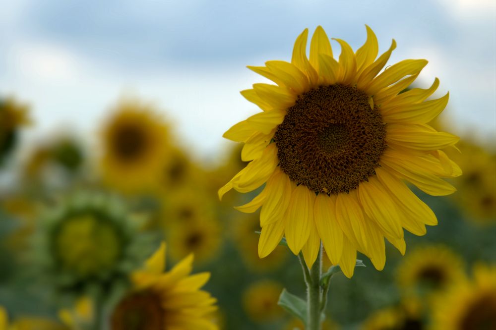 Kleine Blume Foto & Bild | sommer, wolken, jahreszeit Bilder auf