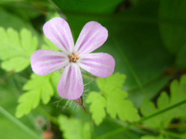 kleine Blume