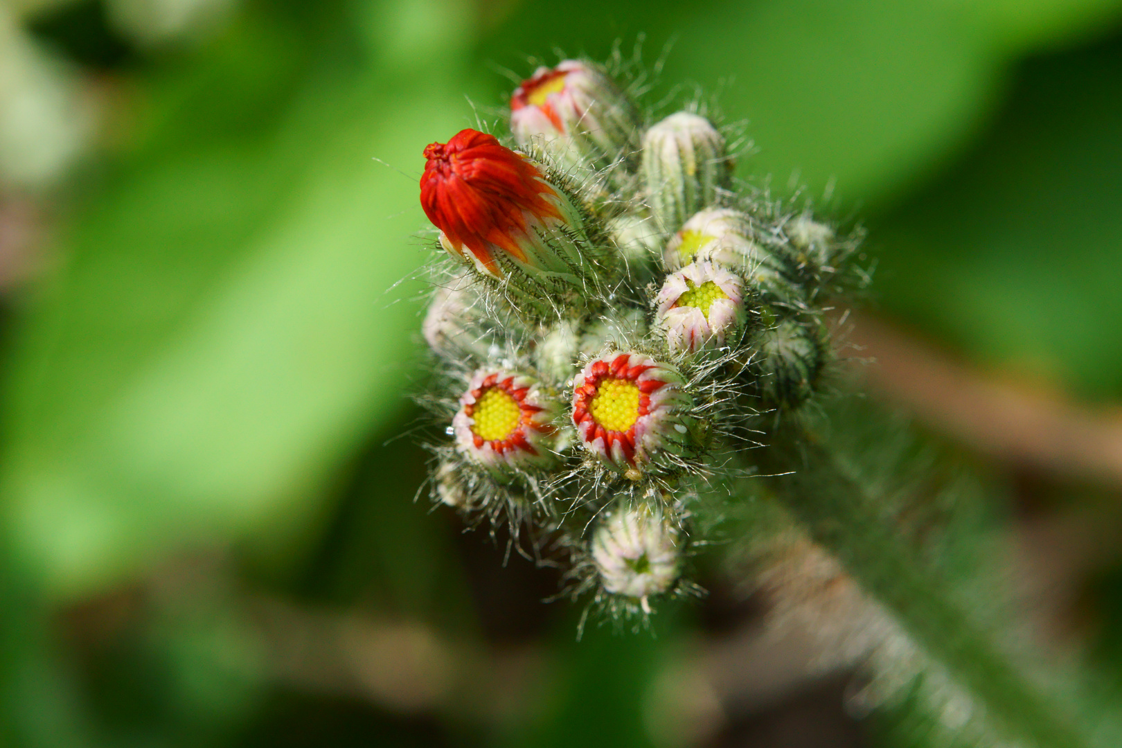 kleine Blume