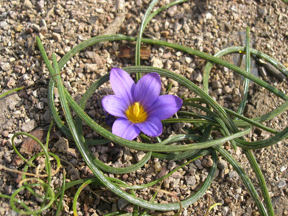 kleine Blume am Cabo da Roca_Portugal