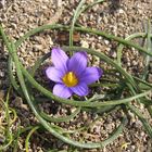 kleine Blume am Cabo da Roca_Portugal