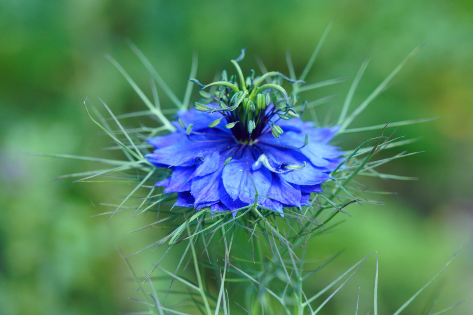 kleine Blume am Wegesrand