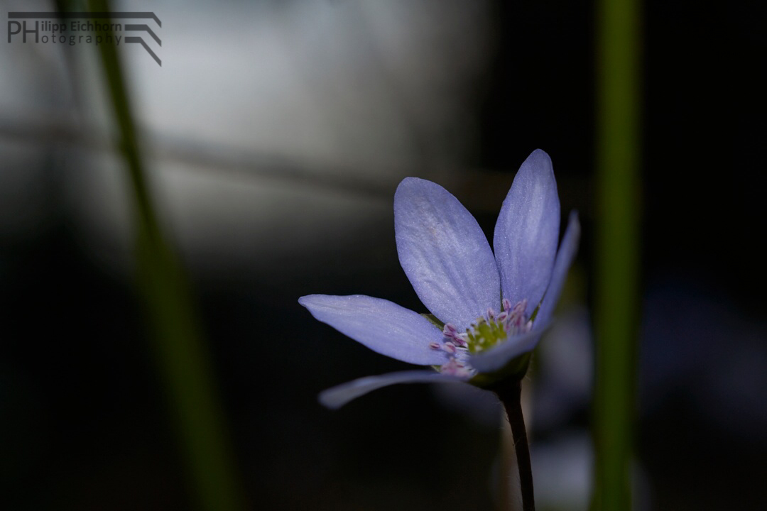 Kleine Blume am Wegesrand