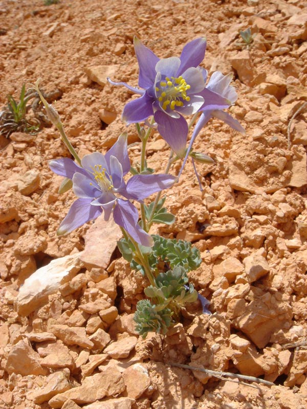 Kleine Blume auf ehemaligem Hoodoo