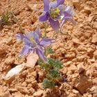 Kleine Blume auf ehemaligem Hoodoo