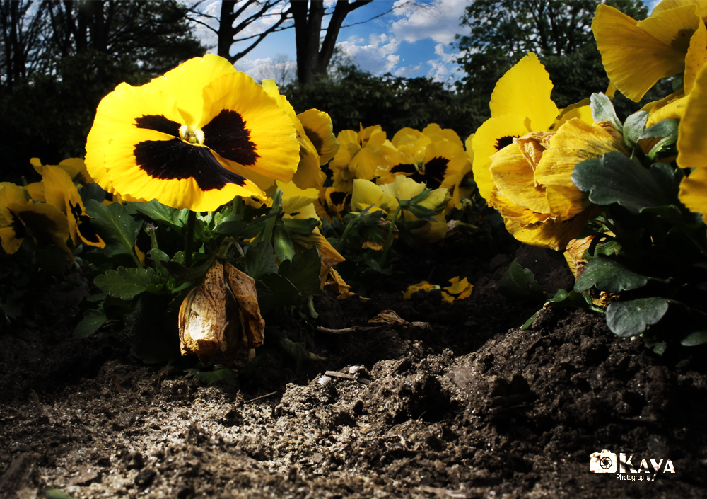 Kleine Blume ganz Groß..