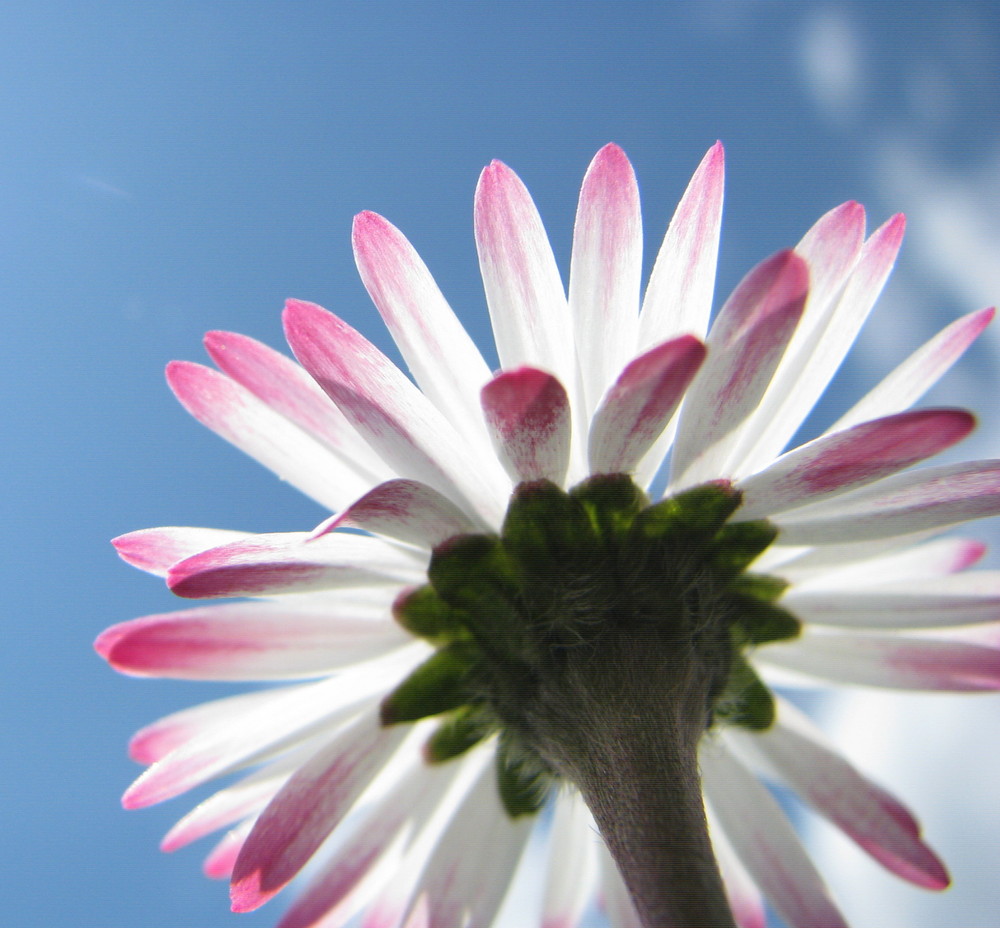 Kleine Blume ganz groß