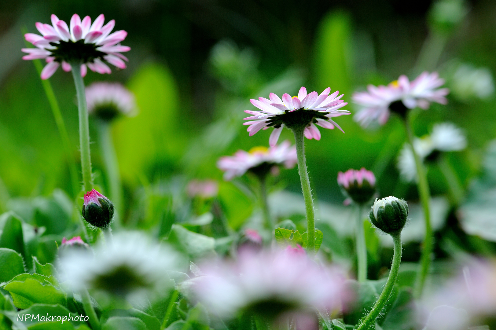 Kleine Blume ganz groß