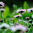 Kleine Blume ganz groß