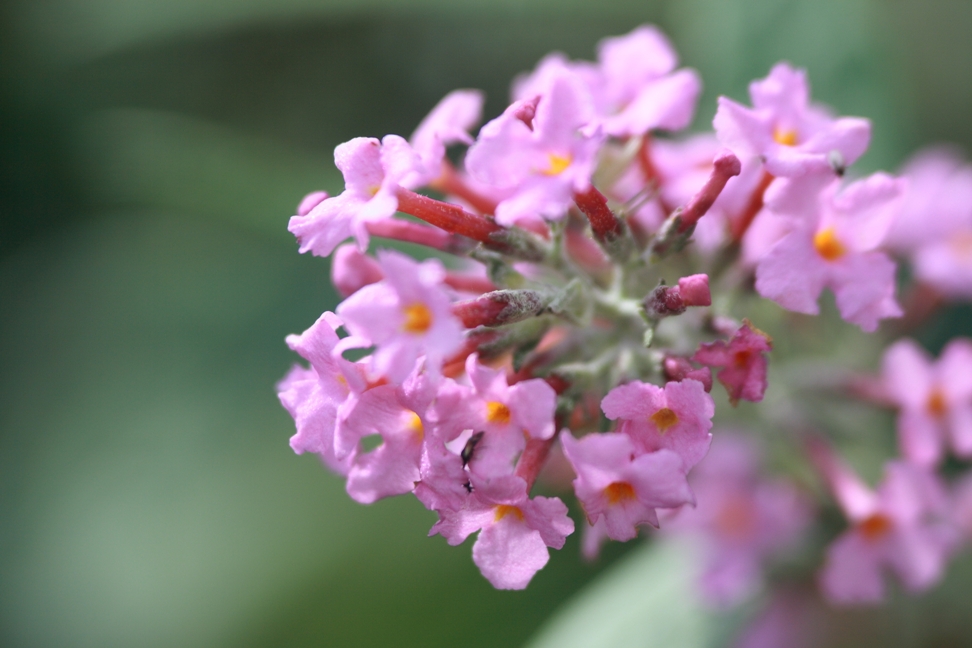 kleine Blume ganz groß