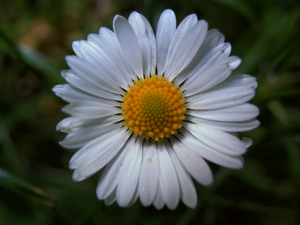 Kleine Blume ganz groß