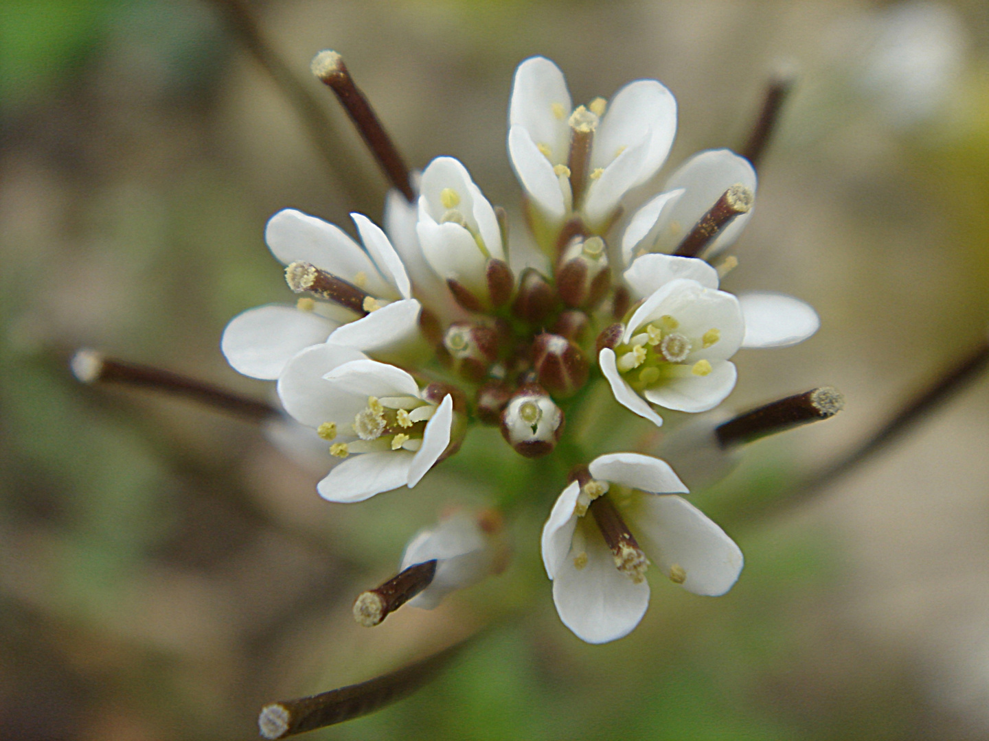 kleine Blume ganz groß